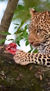 240K views · 1.8K reactions | FollowIG @bigcatsnamibia Now ! The...