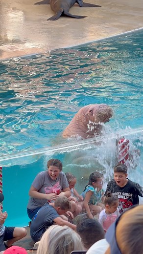 Walrus #reels #walrus #seaworldorlando | Bucky