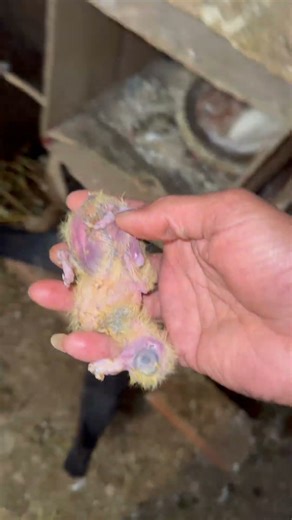 Aaj Sentinet Female Or Deobandi Jode Ka Bachcha Mar Gaya 😭💔 | #pigeon #petsvlogs #minivlog