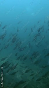 Vertical video, A lots Cod fishes swims down to the sandy bottom, Slow motion