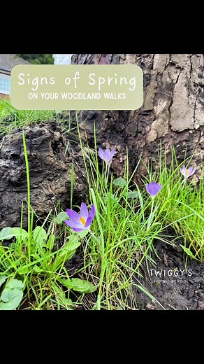 Signs of Spring During Woodland Walks