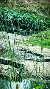 79K views · 36K reactions | Shero ka nahi magarmachho ke raj chalta hai...❤️....bihari power . . . . . . . #desifitnesslifestyle️ #fitnessmotivation #trending #magarmachh #biharipower #viral #desiworkout #fitdharmendra #powerstar #desifitness #instagram #shorts | Fit Dharmendra | Facebook