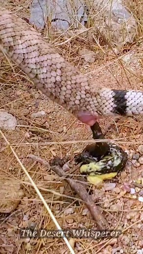 Good morning! 🐍💩Once the meal is reduced to poop, the snake can get rid of it through an anal opening, or cloaca, which is Latin for ‘sewer.’ This opening can be found at the end of a snake’s belly and beginning of its tail; unsurprisingly, the feces are the same width as the snake’s body. A snake will use the same opening to defecate, urinate, mate, and lay eggs—now that’s multi-purpose! #westerndiamonbackrattlesnake #weroamarizona #koldnews13 #arizona_hiking #arizona_landscapes #arizonahikin