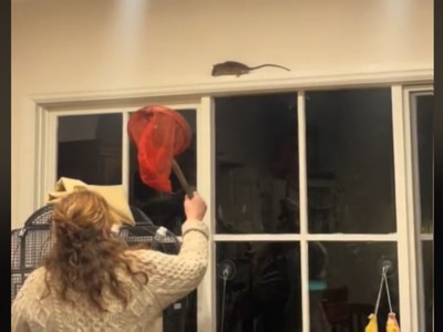 Rodent leaves woman screaming with fear