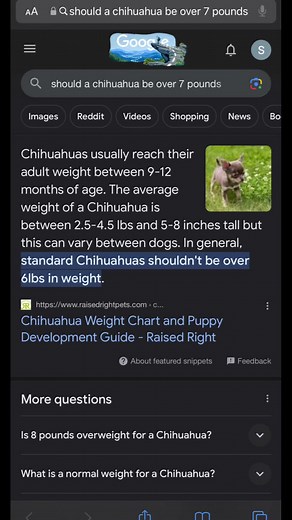 a little overweight #dogtok #fat #chihuahua #foryou #fypp