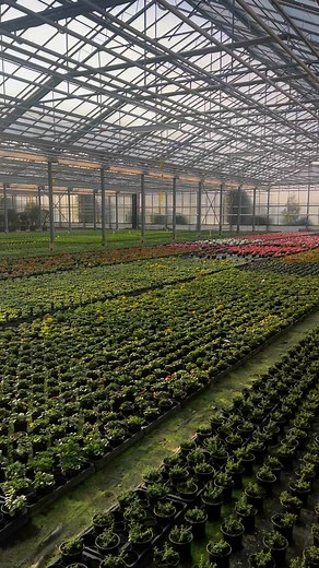 Goeiemorgen, ik krijg toch een beetje lente gevoel als ik in de serre loop.. zalig 💗🌼💚🪴 eerste kleurtjes komen tevoorschijn! En nu kan ik nog even genieten van een half lege serre hahaha want vanaf eind Februari beginnen we weer volop met planten van de perkplanten. Geopend vandaag tot 16u! | Dorley Plants & Flowers