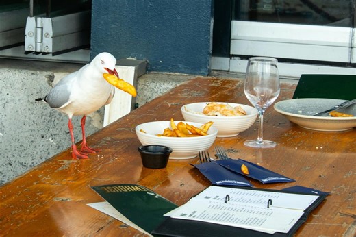 How to stop a seagull from stealing your chips, according to science