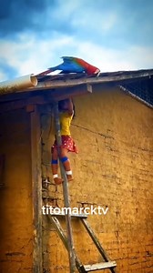 665K views · 10K reactions | Beautiful bird #kalapatidsreels #kalapatidsph #kalapatids #noanimalswereharmedinthisvideo #ilovepigeonracing #nocopyrightinfringementintended #pigeonsport #follower #pigeon #pigeonfanciers | Tito Marcktv | Facebook