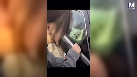 Mischievous dog locks owner out of car, then learns to open door