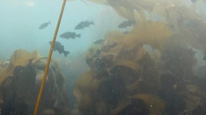 4.9K views · 47 reactions | A research project led by UVic’s School of Environmental Studies is determining whether citizen science divers can be an effective source of data for monitoring local rockfish populations, which are susceptible to overfishing. | University of Victoria | Facebook