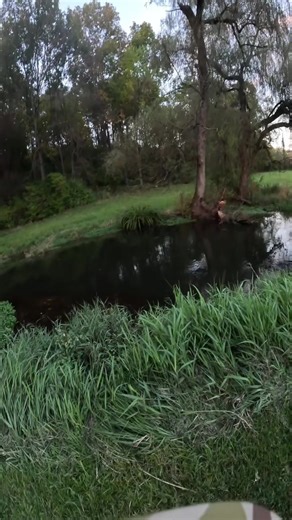 If you’ve never popped your fly, I suggest you try. #flyfishing | Fly Fishing