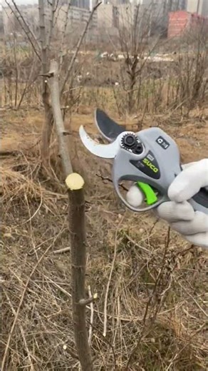 Powerful Electric Pruner Cutting Thick Tree Branches with Easy Precision! 🌳⚡#pruning #satisfying
