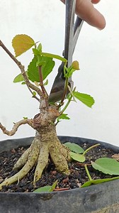 191K views · 1.2K reactions | Super Mini Hibiscus Bonsai Process. #waru #hibiscus #belajarbonsai #bonsaibeginner #bonsaimini #bonsaiprocess #bonsaitutorial #themax30cm #fblifestyle | Henzo Bonsai | Facebook