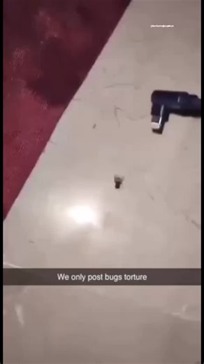 @torturingbugshub on Instagram: "Follow @torturingbugshub"