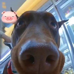 The dog's first vlog #Dogs #CuteDogs #LoveDog #SmartDogs | Cats Animal