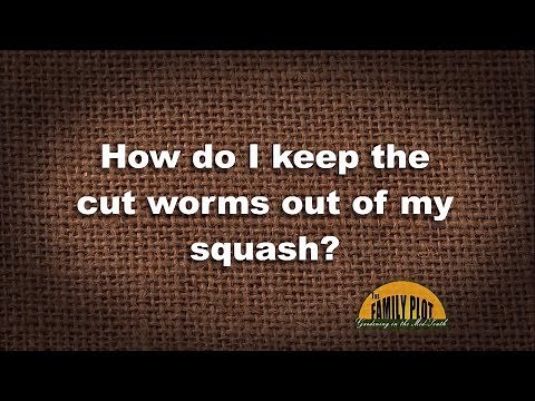 Q&A – How do I keep cut worms out of my squash?
