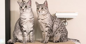 Male vs Female Cats: 4 Key Differences Explained