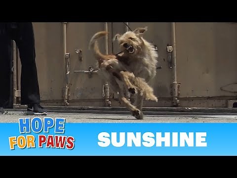 Oh wow, this rescue turned to be INTENSE as the dog was fighting for her life!!! #terrier