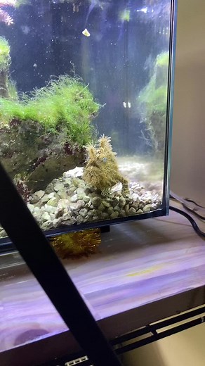 Tadpole the Frogfish 🇨🇦 (@tadpolethefrogfish)’s videos with original sound - Tadpole the Frogfish 🇨🇦