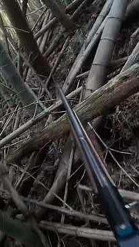 巨大イノシシのツガイに猟犬、猟師が挑む！捕獲するまで。 #shorts