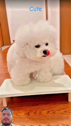#pets #maltipoo