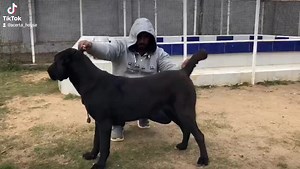 2.4K views · 85 reactions | YASA | Acerta House Kennel | Facebook