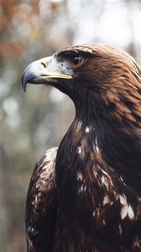 How Fast is a Golden Eagle?