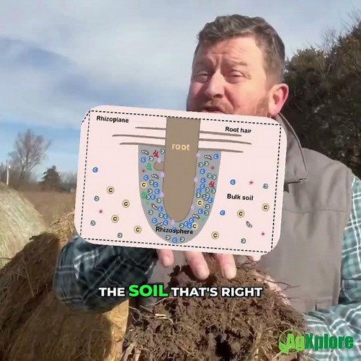What Is the Rhizosphere? How Plant Roots Communicate With Soil Biology
