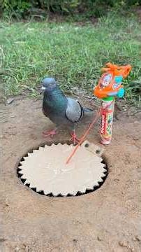 Unique Creative DIY Pigeon Bird Trap Using Deep Hole & Paper #camping #outdoors #bushcraft