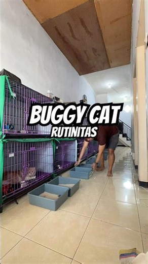 RUTINITAS BUGGY CAT HOUSE #adopsikucing #cat #kucinganggoralucudanimut