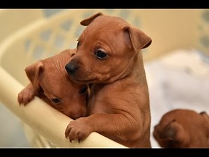 Sweet Miniature Pinscher puppies