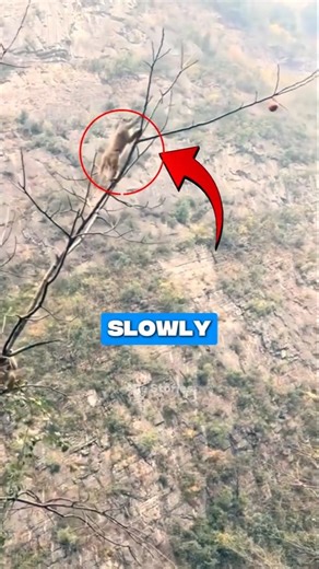 This Monkey Climbed So High for One Fruit 🐒