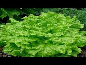 Grand Rapids Lettuce | Lactuca sativa