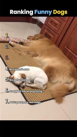 Ranking Funny Dogs