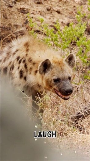 Why do Hyenas Laugh #animals#hyena#wildlife #animallife