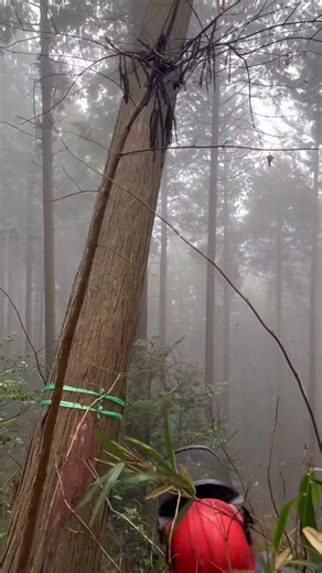 How Trees Are Cut in Japan #japanlife #asmr #chainsaw