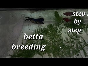 Betta breeding step by step