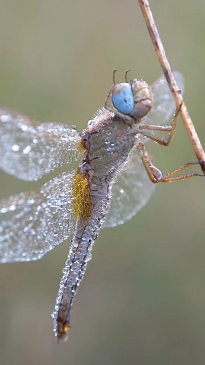 🧚🏻‍♂️There’s something truly mesmerizing about watching this dragonfly, covered in morning dew, gently cleaning its face while its calm breathing adds to the serenity. 😌 Unlike before, where I focused only on the face, this time I wanted to capture its entire body, so you can fully appreciate the delicate beauty of these dew-covered wonders. Autumn mornings in my area are the perfect backdrop for these magical encounters ✨ they feel like real-life fairies, shimmering in the cool light. 🧚🏻‍♂