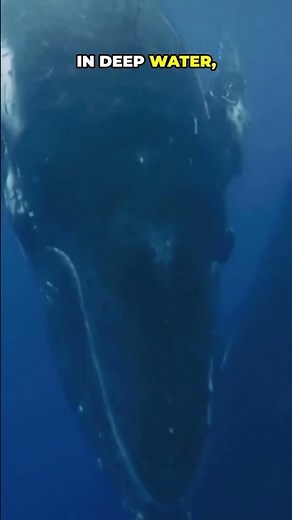 The Whale That Whispers Across the Ocean