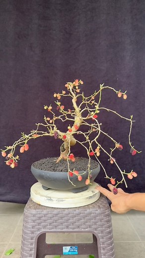 1.5M views · 25K reactions | propagating mulberry trees from branch cuttings #bonsai #bonsaitree #mulberry #holidayseason #fblifestyle | Ara Jaber Bonsai | Facebook