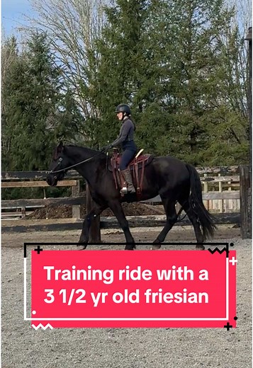 Calm Dressage Training for Young Friesian Horses