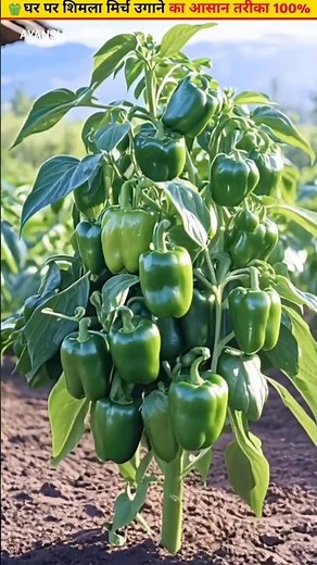 🫑How to grow capsicum at home step by step method #gardening #ytshorts #mirchi