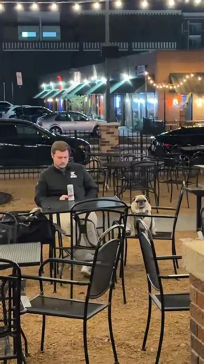 Funny Pugs Enjoying Time at the Adult Table