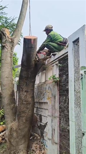 cutting albasiyah tree using chainsaw stihl ms 461c ￼ #fyp #viral #fbproo #tukangkayu #woodworking | Riki Nofa Riyanto
