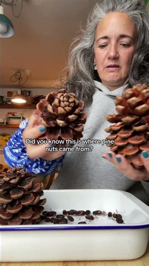 Yep pine nuts from pine cones !! Let them open up dry out & drop their nuts, you then have to break