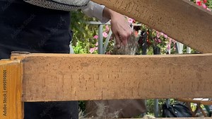 Traditional way of manufacturing of flax fabric. Woman is breaking flax fiber on flax brake.