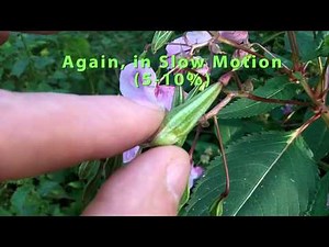 Exploding "Himalayan Balsam" Plant!