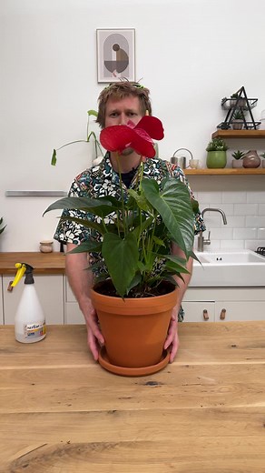So pflegt ihr eure Flamingoblume, damit sie das ganze Jahr über blüht. 🌺 #BAUHAUS #Planttok #Pflanzen