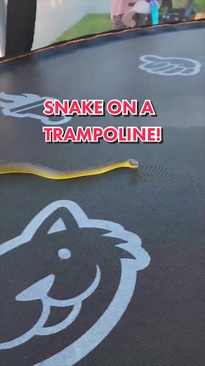 Tree Snake Enjoying a Bounce on a Trampoline