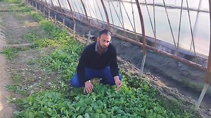 Sale of Vegetable Seedling 70062 33260 ,,78895 54854 Visit Agriculture Vegetable Seed Multiplication Farm area Gung BUG SRINAGAR | Kashmir Agriculture information organic farming